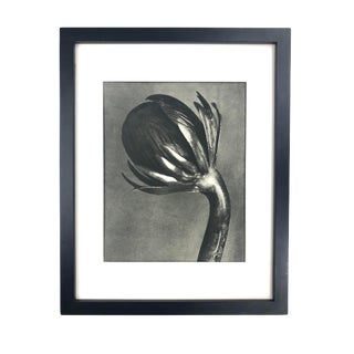 Framed Antique Botanical Blossfeldt Print - No. 91 For Sale