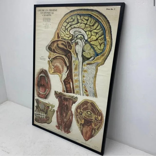 1940s American Frohse Anatomical Chart, 1947 For Sale - Image 5 of 10