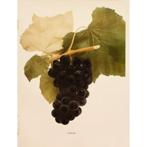 1900s U. P. Hedrick, Original Antique Photogravure of Worden Grapes