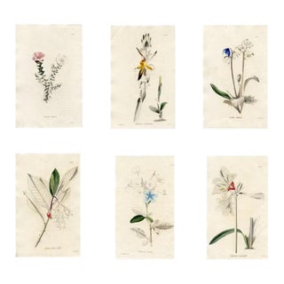 1820s, the Botanical Cabinet, Set of 6 Antique Botanical Prints, Engravings, Hand Colored, England For Sale