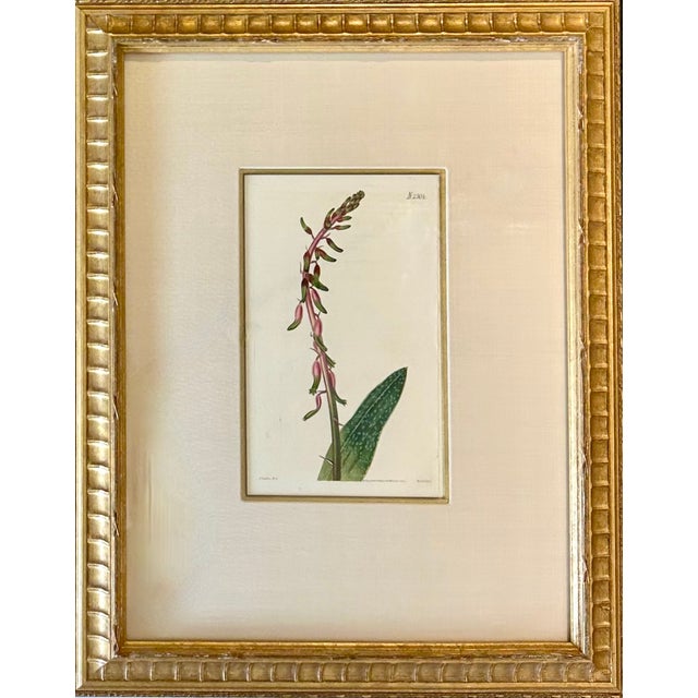Early 19th Century Botanicals: Trillion, Oleander, Snapdragon, Original by by William Curtis, 1803 (Set/4) For Sale - Image 5 of 6