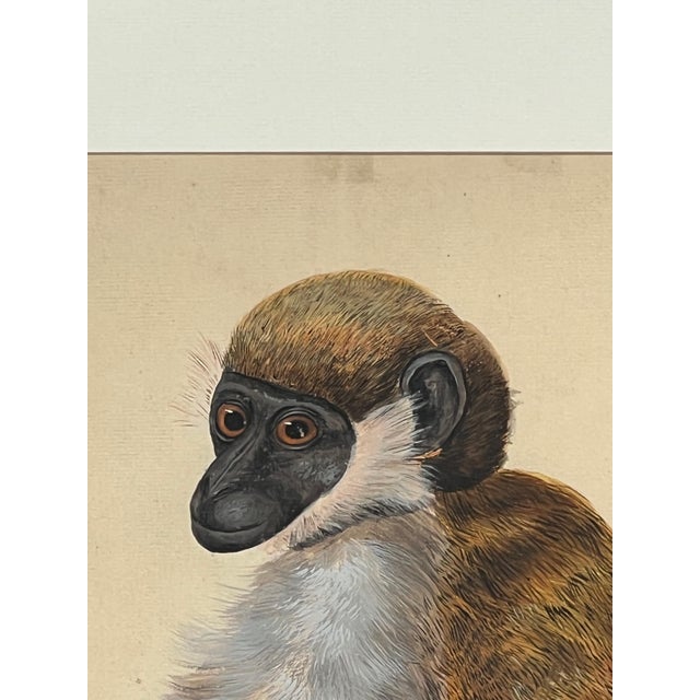 English Peter Paillou Early Naturalistic Wildlife Animal Rendering of a Possible Capuchin Monkey, Mid 18th Century For Sale - Image 3 of 8