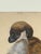 English Peter Paillou Early Naturalistic Wildlife Animal Rendering of a Possible Capuchin Monkey, Mid 18th Century For Sale - Image 3 of 8