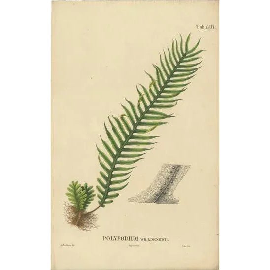 Early 19th Century Carolo Ludovico Blume, Ferns of Java Polypodium, 1829, Lithograph For Sale - Image 5 of 5