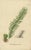 Early 19th Century Carolo Ludovico Blume, Ferns of Java Polypodium, 1829, Lithograph For Sale - Image 5 of 5