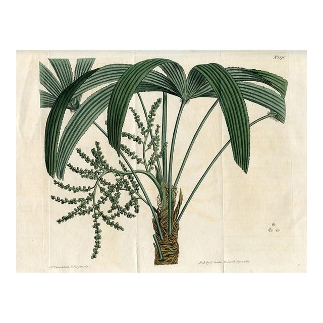 1811, Ratan Botanical Print, Curtis's Botanical Magazine, Original Antique Botanical Print, Engraving, England For Sale