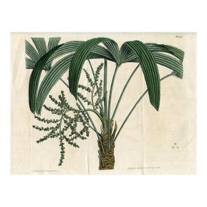 1811, Ratan Botanical Print, Curtis's Botanical Magazine, Original Antique Botanical Print, Engraving, England