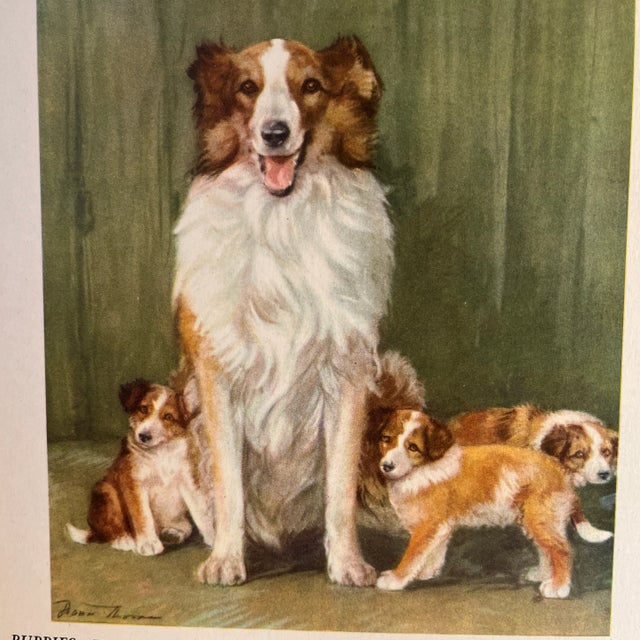 1940s color book illustration by Diana Thorne of a collie dog and her puppies. Ready for matting and framing.
