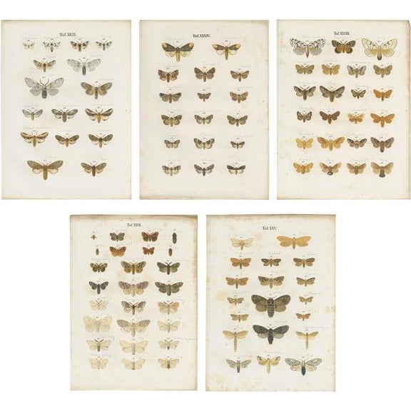 Paper Ramann, Butterflies and Moths, 1870, Paper, Set of 5 For Sale - Image 7 of 7