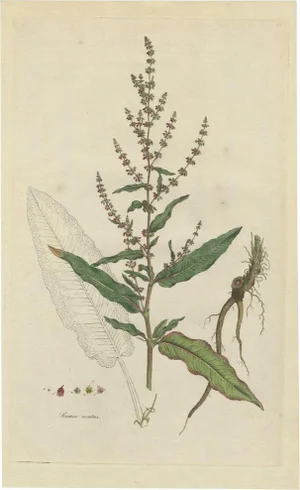 Rumex Acutus, 1800, Paper