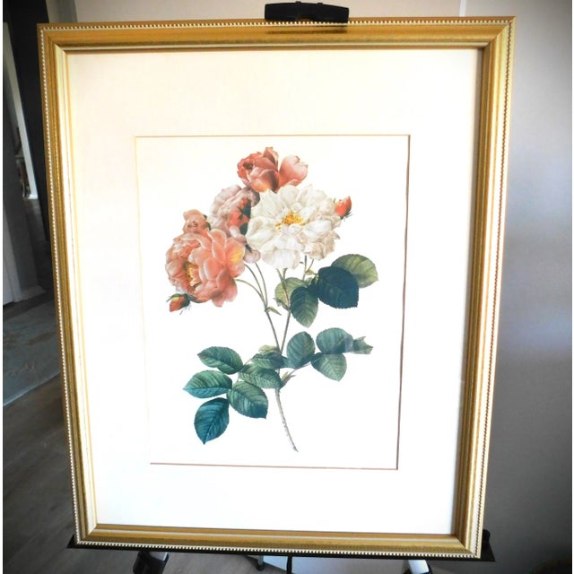 Gold Bead Framed Vintage Rose Print in the Style of Pierre Joseph Redoute (1759-1840) For Sale - Image 9 of 11