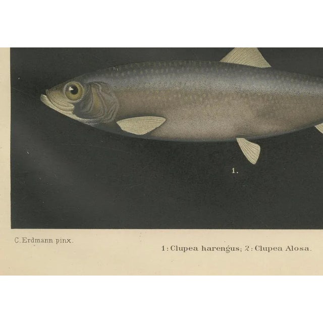 Title: Scandinavian Herring and Shad: Exquisite Lithograph from Pisces Scandinaviae : This stunning lithograph from the...