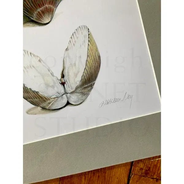 Contemporary Sea Shells, Print, Gifts, Natural History, Science Illustration, Summer Cockel Shells, Clam, Ocean For Sale - Image 3 of 3
