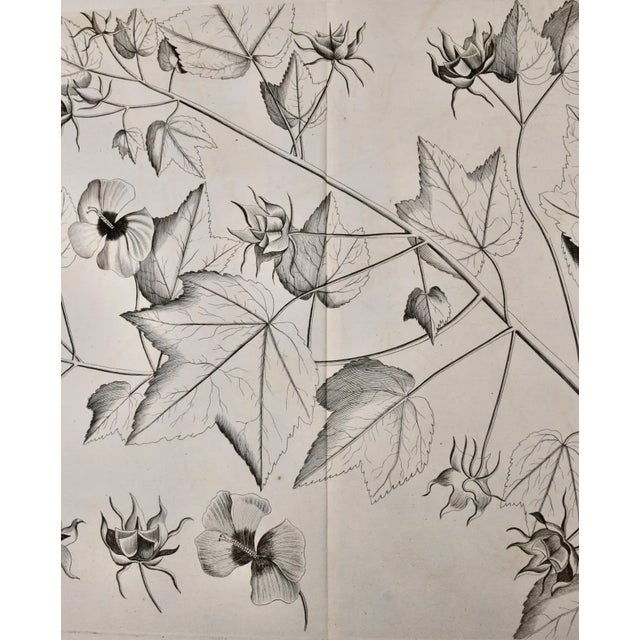 Realism "Katu-Belluren": A 17th Century Botanical Engraving by Hendrik Van Rheede, 1686 For Sale - Image 3 of 8