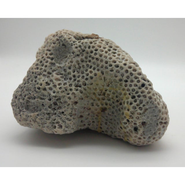 Large Fossilized Brain Coral Specimen Nautical Sea Creature Art Beach For Sale - Image 9 of 10