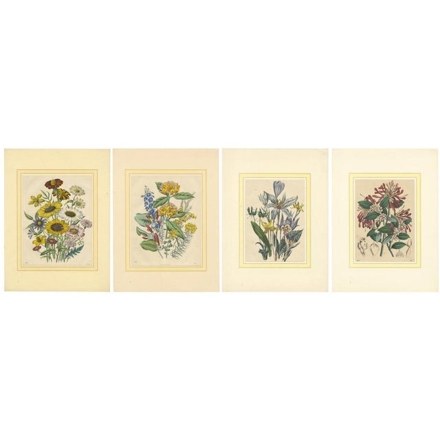 Colorful Botanical Flower Prints from Book of Worlds, 1800s, Print, Set of 4 For Sale - Image 10 of 10