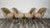 Wood Dining Chairs by Oswald Haerdtl for Ton, 1950s, Set of 4 For Sale - Image 7 of 12
