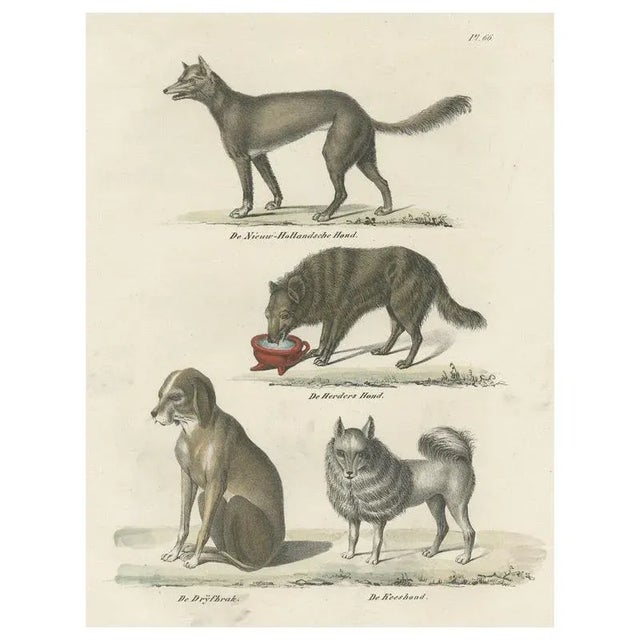 Mid 19th Century Schinz, lllustration of the Sheepdog and Other Dog Breeds, 1845, Print For Sale - Image 5 of 5