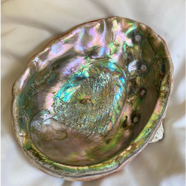 Large Mid 20th Century Red Abalone Shell, Haliotis Rufescens For Sale - Image 11 of 13