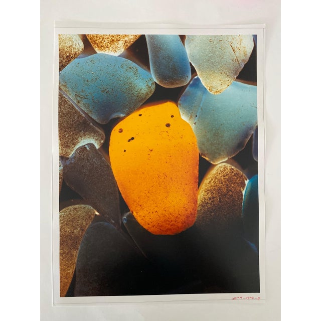 1990s Jeffrey Rothstein, Flora Fauna Series Vintage Color Photograph Abstract Flower Fuji Crystal Photo, c.1998 For Sale - Image 5 of 7