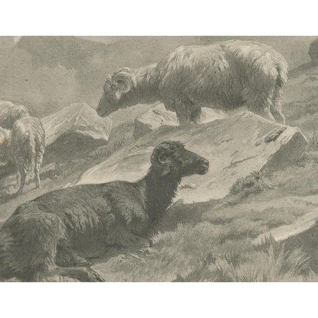 After Rosa Bonheur, Sheep in a Mountain Landscape, 1880, Photogravure For Sale - Image 6 of 9