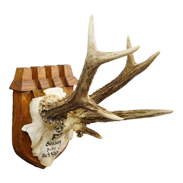 Vintage Red Deer Trophy by Franz Joseph, Prince of Thurn and Taxis, 1965 For Sale