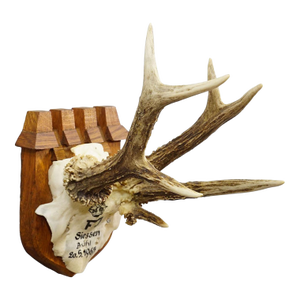 Vintage Red Deer Trophy by Franz Joseph, Prince of Thurn and Taxis, 1965