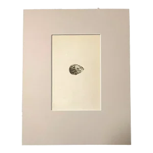 Antique Egg Print, Rev. F O Morris's Natural History, 1867, "Brown Snipe", EUC