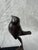 Vintage Bronze Birds on a Branch Marble Base Sculpture For Sale In New York - Image 6 of 14