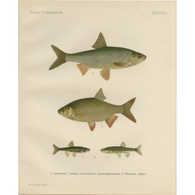 Wilhelm von Wrigh, Freshwater Fish from Scandinavia, 1895, Lithograph on Paper For Sale