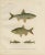 Wilhelm von Wrigh, Freshwater Fish from Scandinavia, 1895, Lithograph on Paper For Sale