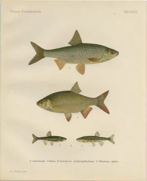 Wilhelm von Wrigh, Freshwater Fish from Scandinavia, 1895, Lithograph on Paper