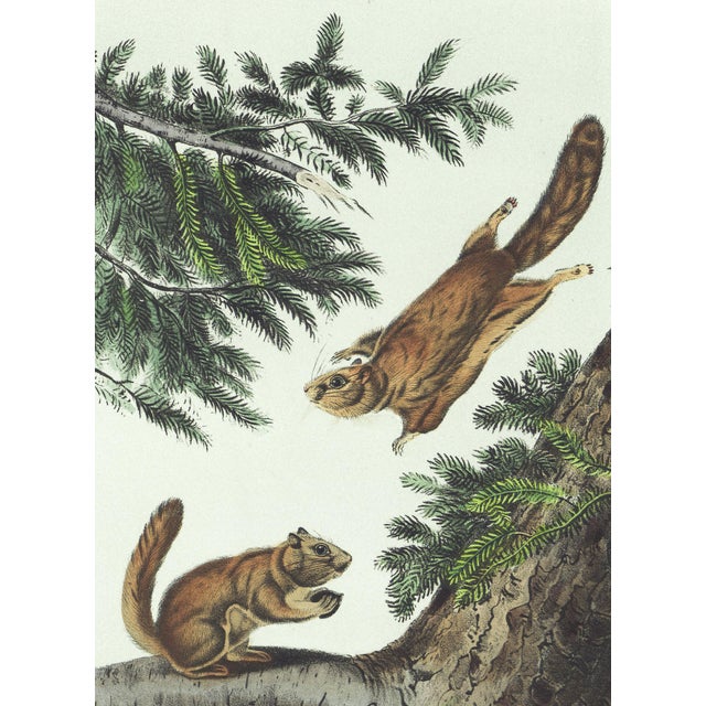 Original first edition Audubon stone lithograph from "The Viviparous Quadrupeds of North America", octavo edition, printed...