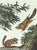 Original first edition Audubon stone lithograph from "The Viviparous Quadrupeds of North America", octavo edition, printed...