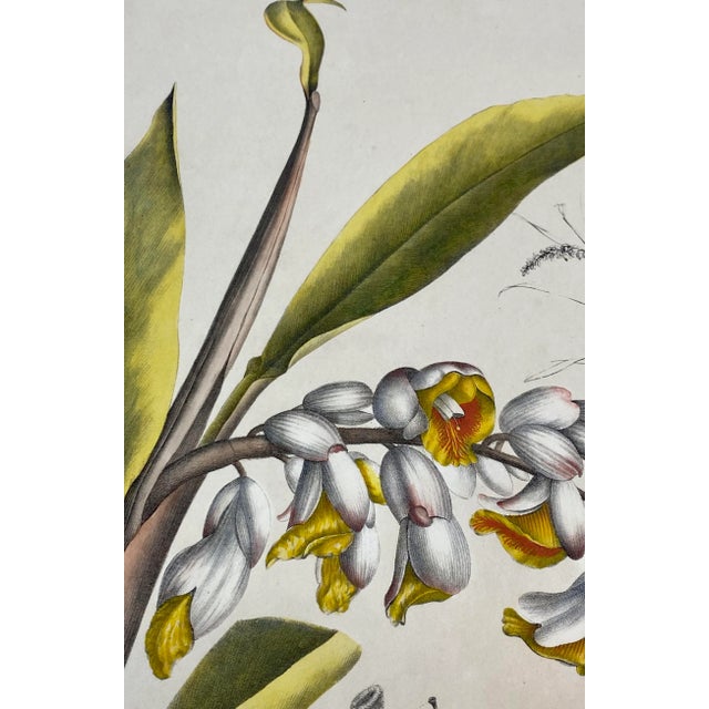 Printmaking Materials 19th C. Hand Colored Botanical "Alpinia Nutans Rosc." Lithograph For Sale - Image 7 of 12