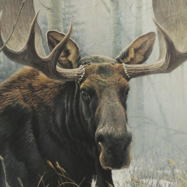 1970s Robert Bateman "Bull Moose" Framed Lithograph Signed/Numbered For Sale In Cincinnati - Image 6 of 11