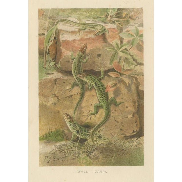 P.J. Smit, Wall Lizards, 1895, Color Lithograph For Sale - Image 3 of 9
