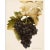 1900s U. P. Hedrick, Original Antique Photogravure of Muscat Hamburg Grapes For Sale
