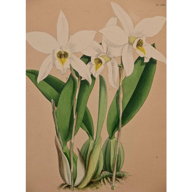 Orchids: Framed 19th C. Hand-Colored Engraving of "Laelia Anceps" by J. Fitch, 1882 For Sale In San Francisco - Image 6 of 6
