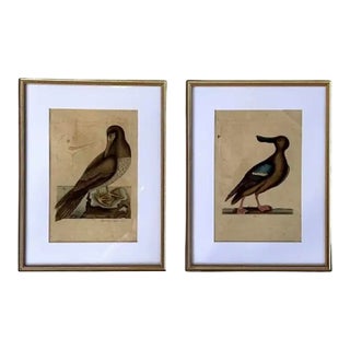 18th Century Framed Engravings by Mark Catesby, Set of Two Birds For Sale