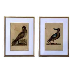 18th Century Framed Engravings by Mark Catesby, Set of Two Birds