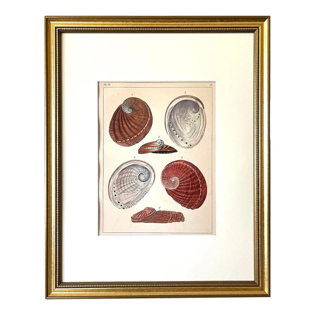 Original Antique Lithograph of Abalone Sea Shells by F. H. Martini 1837 For Sale