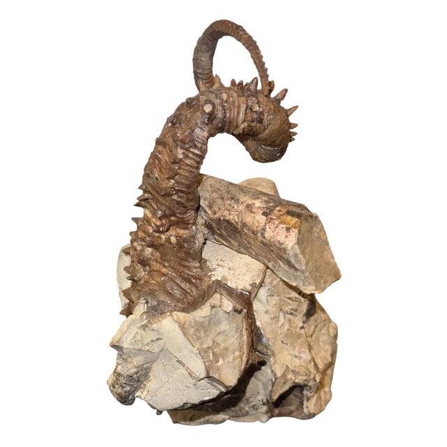 Didymoceras Stevensoni Heteromorph Ammonite Fossil on Matrix, South Dakota. For Sale - Image 4 of 12