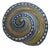 Jay Strongwater Miniature Shell Trinket Box For Sale