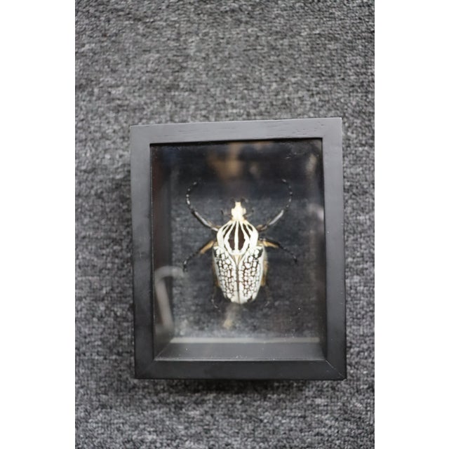 Framed Eastern Goliath Beetle Specimen in Glass Shadow Box For Sale - Image 4 of 7