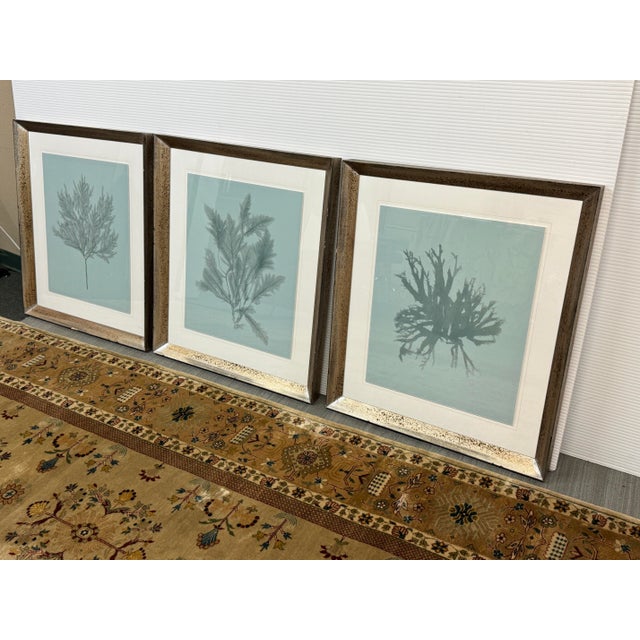 Coastal Soicher Marin Gallery Blue Ocean Coral Prints, Set of Three For Sale - Image 3 of 12