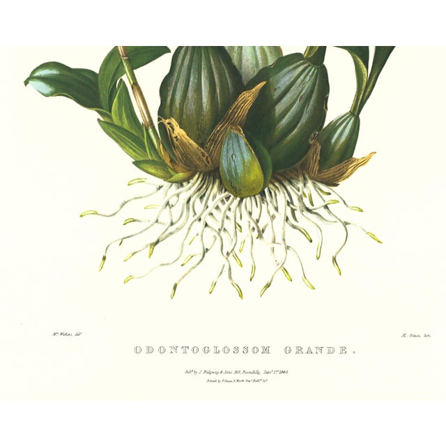 Realism Large 1973 Orchid Flower Lithograph "Odontoglossum Grande" (Great Odontoglossum) After James Bateman For Sale - Image 3 of 7