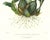 Realism Large 1973 Orchid Flower Lithograph "Odontoglossum Grande" (Great Odontoglossum) After James Bateman For Sale - Image 3 of 7