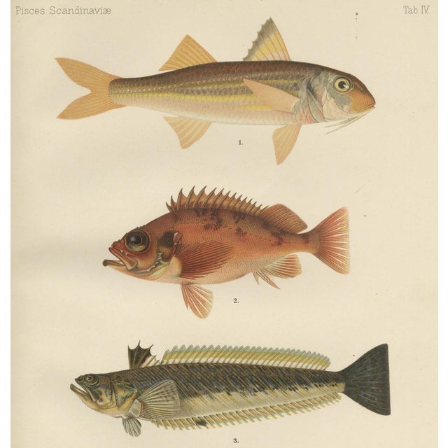 Paper Red Mullet, Norway Redfish, and Greater Weever - Vibrant Fish Lithography, 1895 For Sale - Image 7 of 7