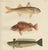 Paper Red Mullet, Norway Redfish, and Greater Weever - Vibrant Fish Lithography, 1895 For Sale - Image 7 of 7